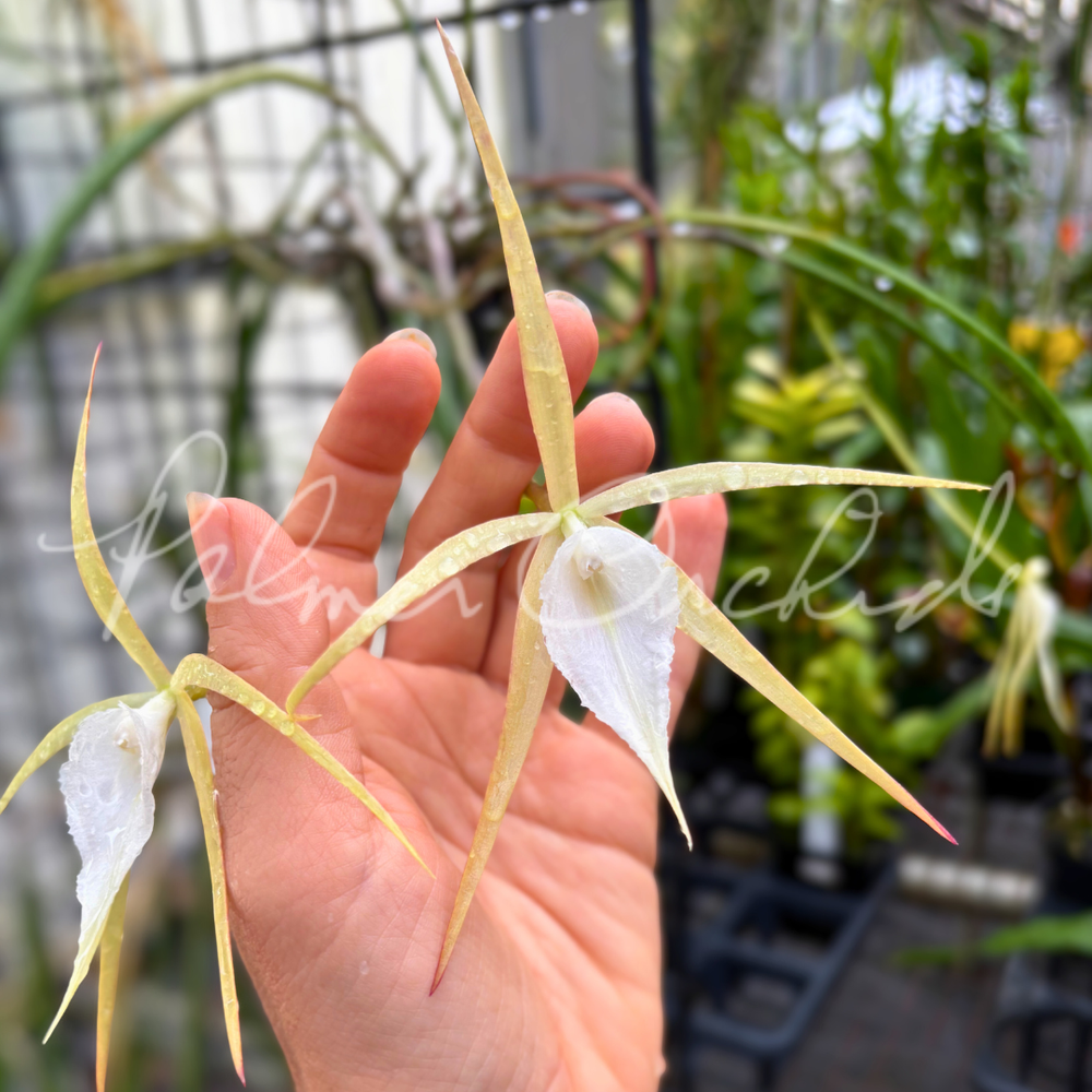Brassavola SVO Crazyarachno (Brassavola perrinii × Brassavola